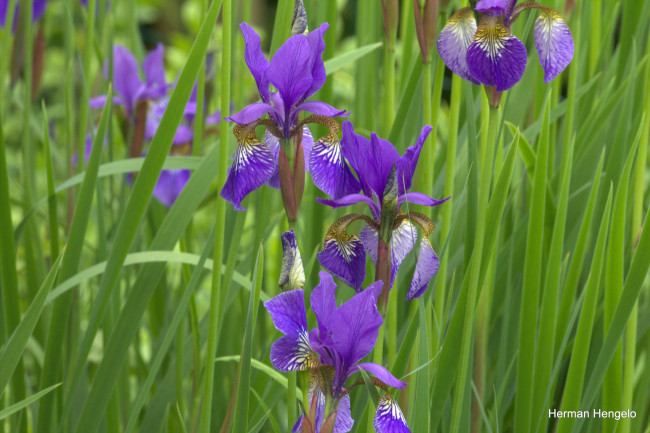 Обои картинки фото цветы, ирисы