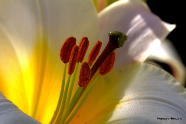 Обои картинки фото цветы, лилии,  лилейники, лилия