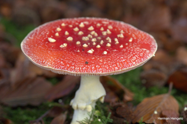 Обои картинки фото природа, грибы,  мухомор, мухомор