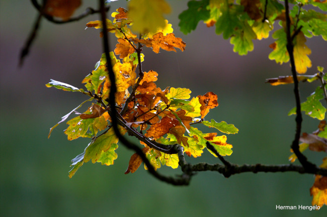 Обои картинки фото природа, листья, дуб