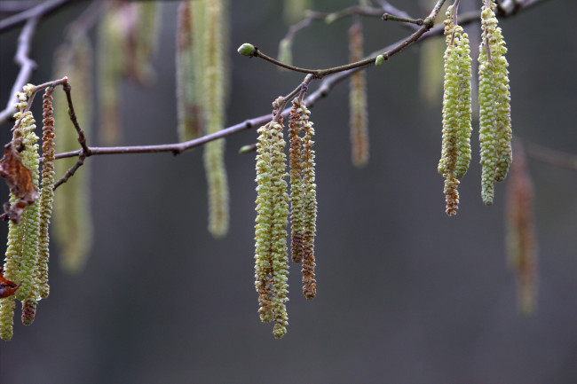 Обои картинки фото природа, макро, серёжки