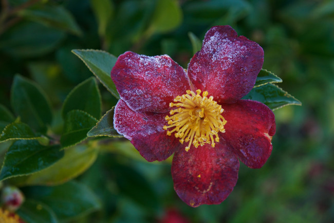 Обои картинки фото цветы, камелии, лето, цветение, камелия, кустарник