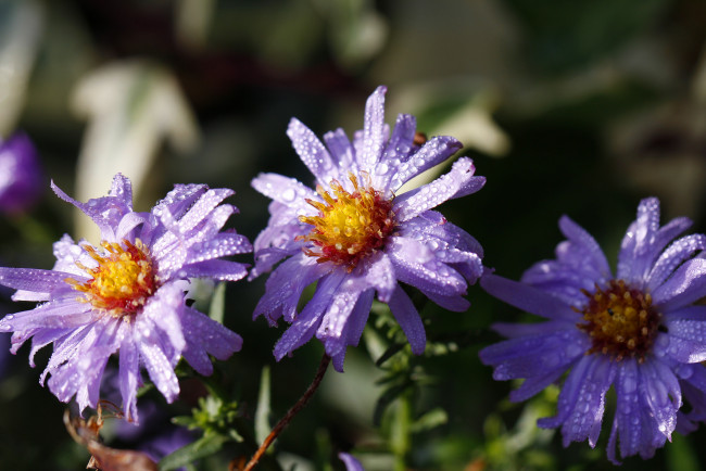 Обои картинки фото цветы, макро