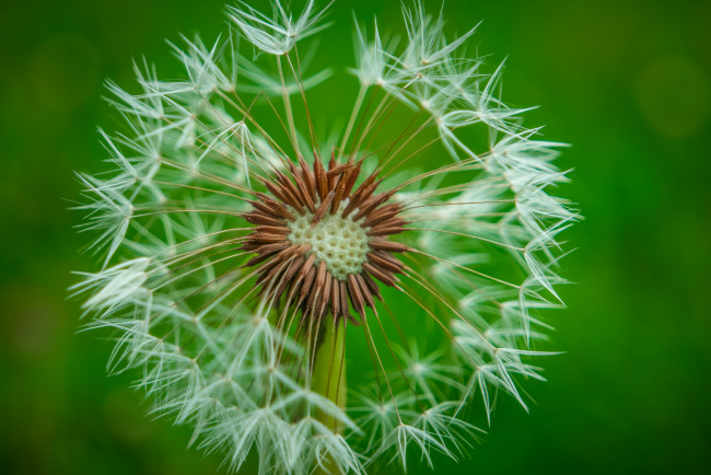 Обои картинки фото цветы, одуванчики, макро