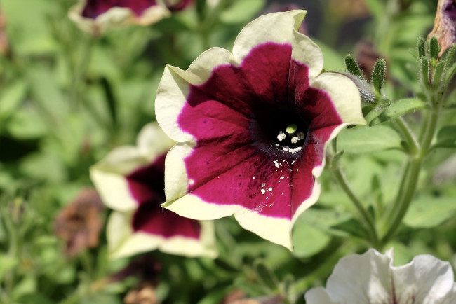 Обои картинки фото цветы, петунии,  калибрахоа, петуния