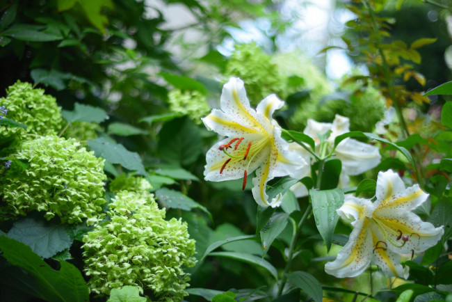 Обои картинки фото цветы, разные вместе