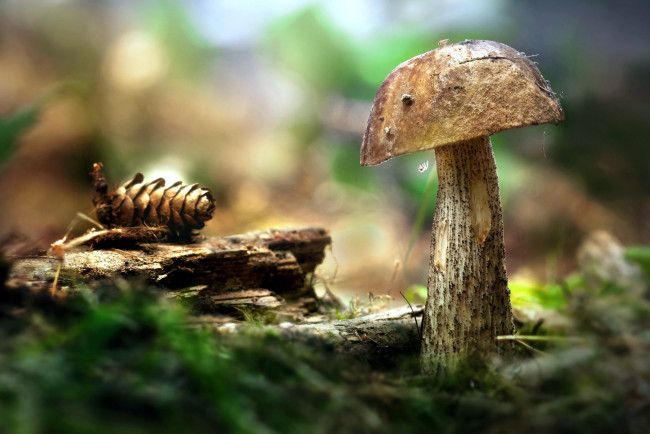 Обои картинки фото природа, грибы, подберезовик