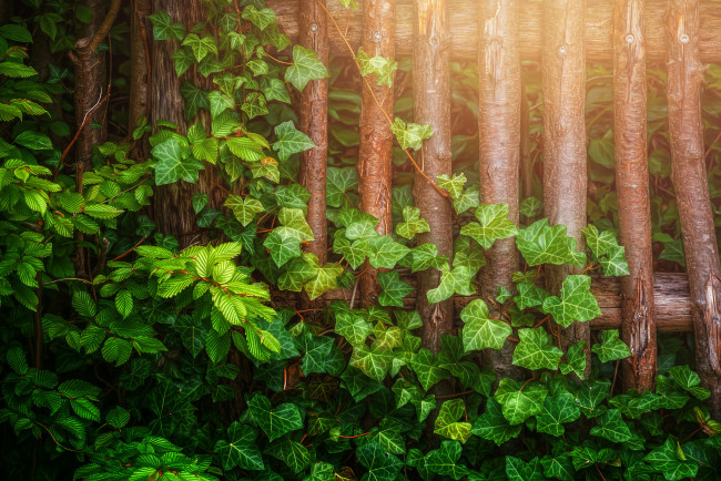 Обои картинки фото природа, листья, плющ