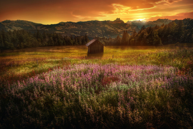 Обои картинки фото природа, луга, луг