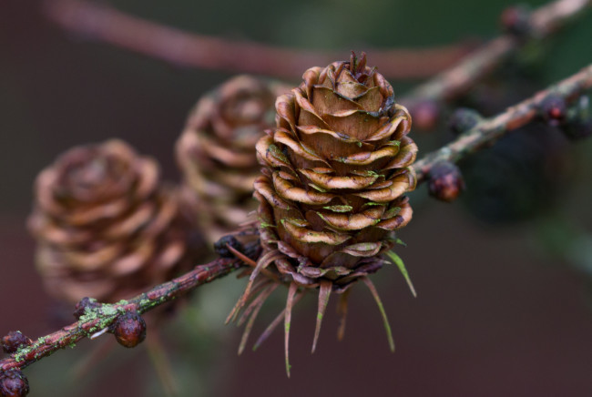 Обои картинки фото природа, шишки,  жёлуди,  каштаны, шишка