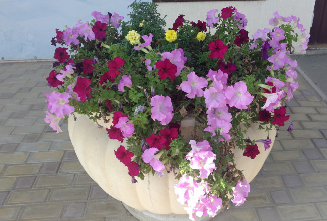 Обои картинки фото цветы, петунии,  калибрахоа, клумба