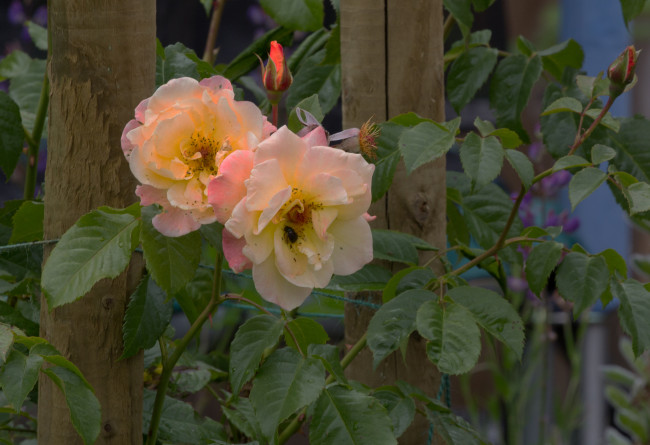 Обои картинки фото цветы, розы