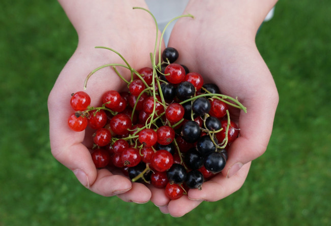 Обои картинки фото еда, смородина, ягоды, руки
