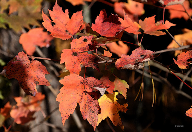 Обои картинки фото разное, компьютерный дизайн, листья