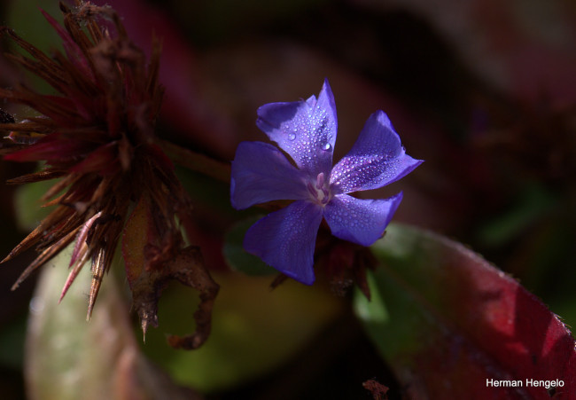 Обои картинки фото цветы, макро, цветок