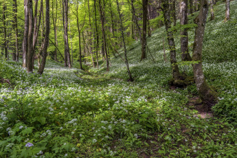 Картинка природа лес простор