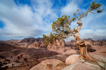 Картинка природа деревья простор