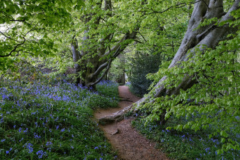 Картинка природа лес простор