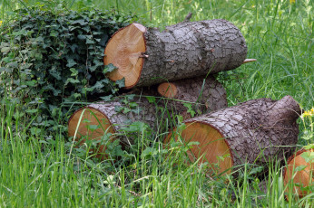 Картинка природа лес простор