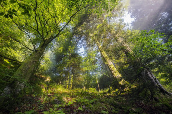 Картинка природа лес простор