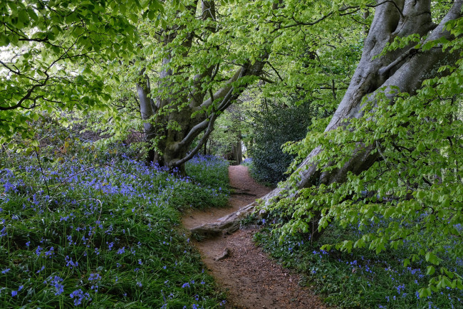 Обои картинки фото природа, лес, простор