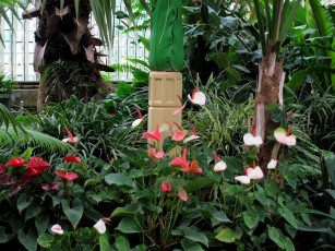 обоя цветы, антуриум , цветок фламинго, антуриум, экзотика