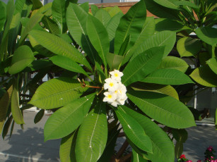 Картинка цветы цветущие+деревья+ +кустарники банан листья цветение