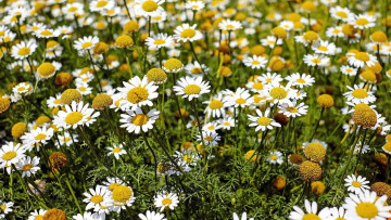 Картинка цветы ромашки белые аптечные лекарственные