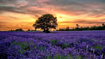 Картинка природа поля дерево поле лаванда закат
