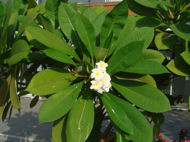 Обои картинки фото цветы, цветущие деревья ,  кустарники, банан, листья, цветение