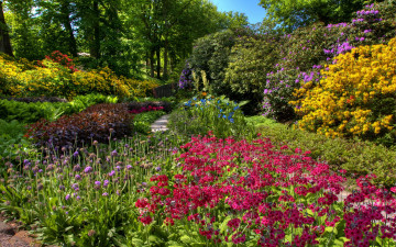 Картинка природа парк цветущие кусты