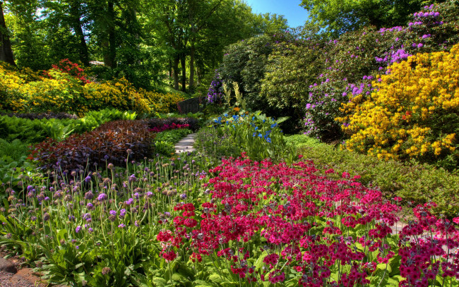 Обои картинки фото природа, парк, цветущие, кусты