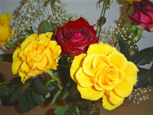 Картинка цветы розы