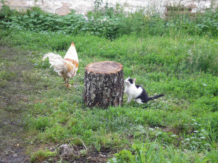 Картинка животные куры петухи