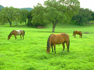 Картинка животные лошади