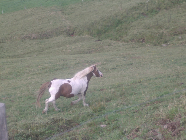 Обои картинки фото животные, лошади