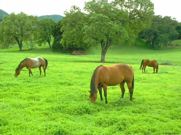 Обои картинки фото животные, лошади