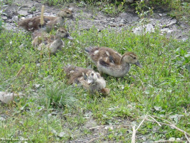 Обои картинки фото животные, утки