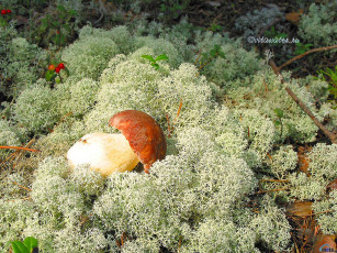 Картинка еда грибы грибные блюда