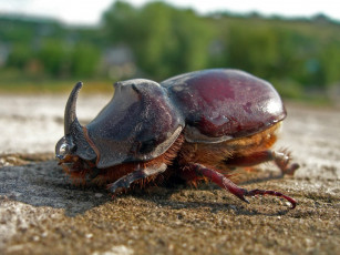 Картинка носорог бахчисарайский мокрый club foto ru животные насекомые