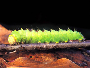 Картинка животные гусеницы