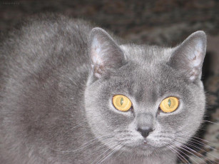 Картинка животные коты