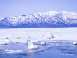 обоя животные, лебеди