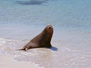 Картинка животные тюлени морские львы котики