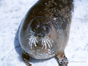 Картинка животные тюлени морские львы котики