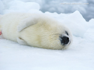 обоя животные, тюлени, морские, львы, котики