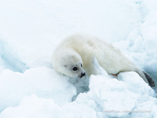 Картинка животные тюлени морские львы котики