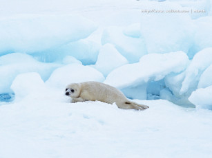 обоя животные, тюлени, морские, львы, котики