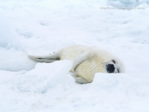 Картинка животные тюлени морские львы котики