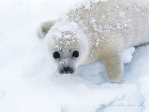 обоя животные, тюлени, морские, львы, котики